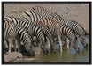 Zebrafamilie an einem Wasserloch auf Leinwandbild gerahmt Größe 100x70