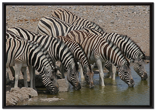 Zebrafamilie an einem Wasserloch auf Leinwandbild gerahmt Größe 100x70