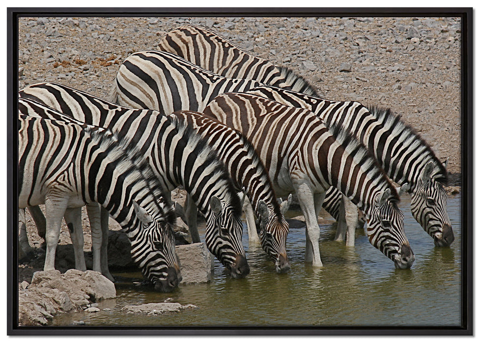 Zebrafamilie an einem Wasserloch auf Leinwandbild gerahmt Größe 100x70