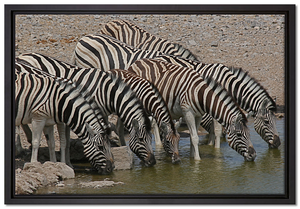 Zebrafamilie an einem Wasserloch auf Leinwandbild gerahmt Größe 60x40