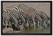 Zebrafamilie an einem Wasserloch auf Leinwandbild gerahmt Größe 60x40