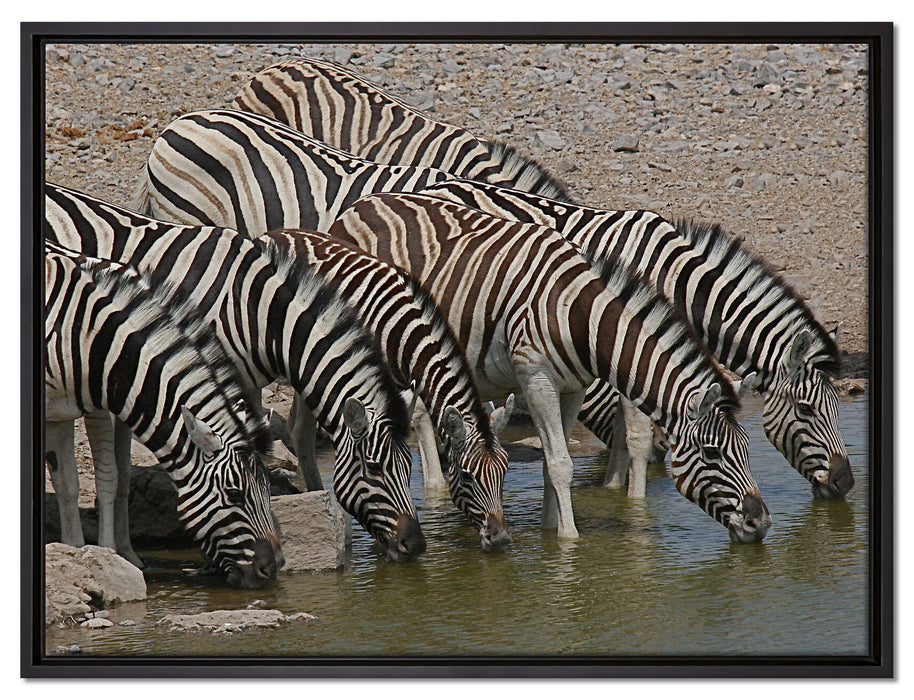 Zebrafamilie an einem Wasserloch auf Leinwandbild gerahmt Größe 80x60