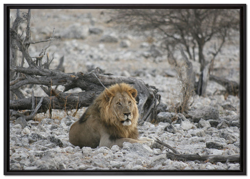 Löwe in Steinlandschaft auf Leinwandbild gerahmt Größe 100x70