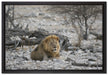 Löwe in Steinlandschaft auf Leinwandbild gerahmt Größe 60x40