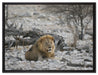 Löwe in Steinlandschaft auf Leinwandbild gerahmt Größe 80x60