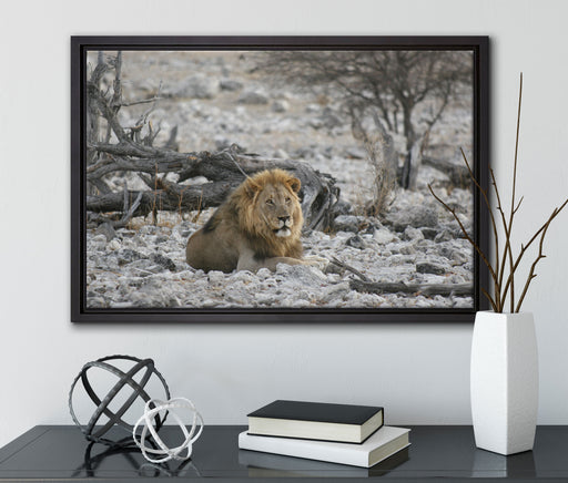 Löwe in Steinlandschaft auf Leinwandbild gerahmt mit Kirschblüten