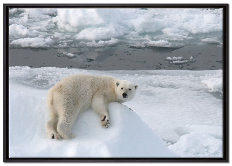 Eisbär auf Eisberg auf Leinwandbild gerahmt Größe 100x70