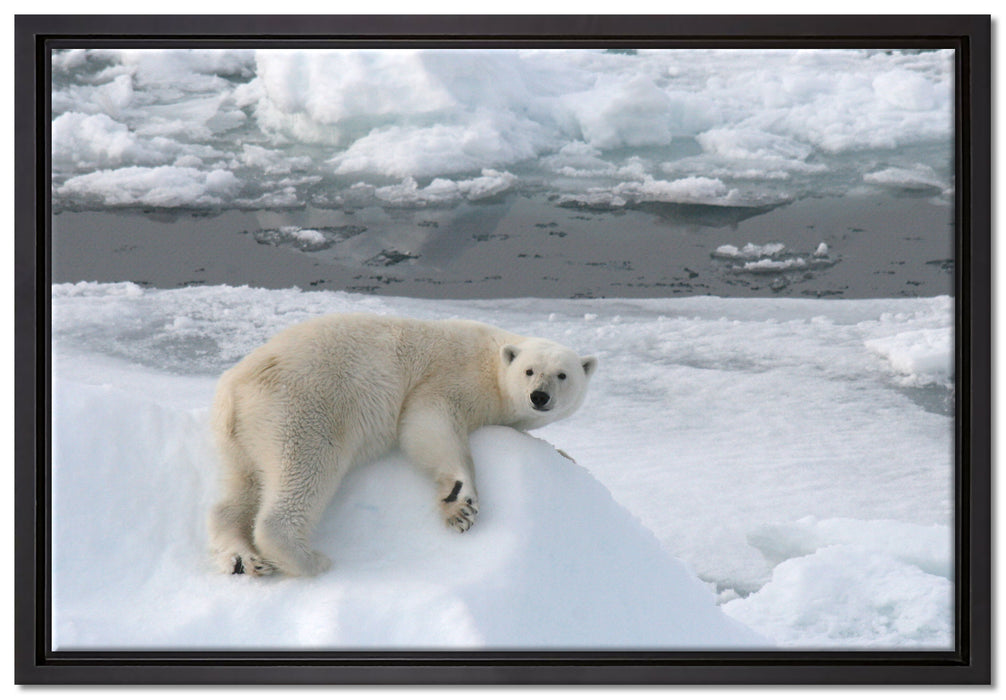 Eisbär auf Eisberg auf Leinwandbild gerahmt Größe 60x40