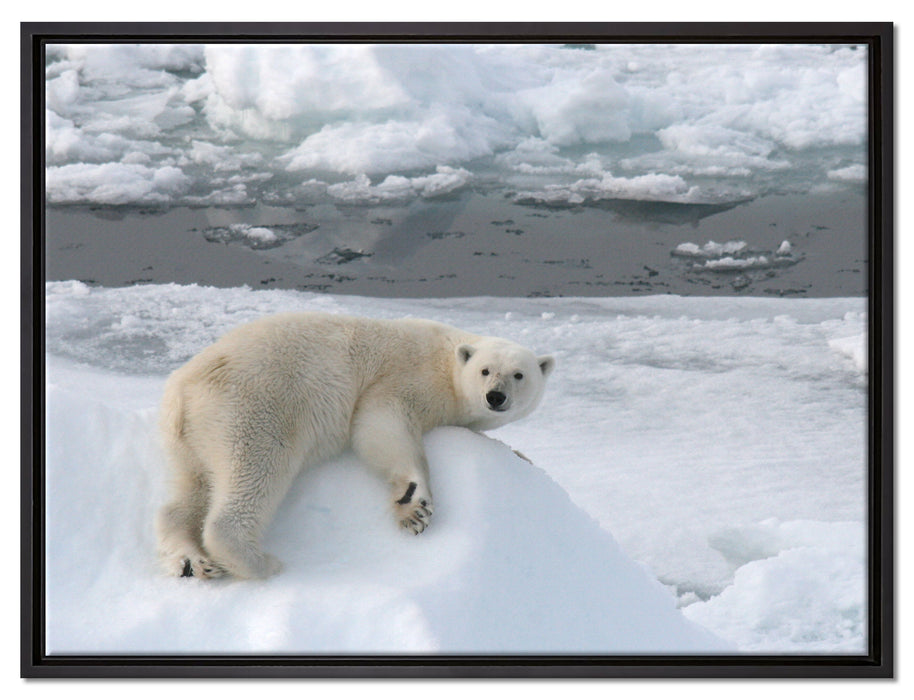 Eisbär auf Eisberg auf Leinwandbild gerahmt Größe 80x60