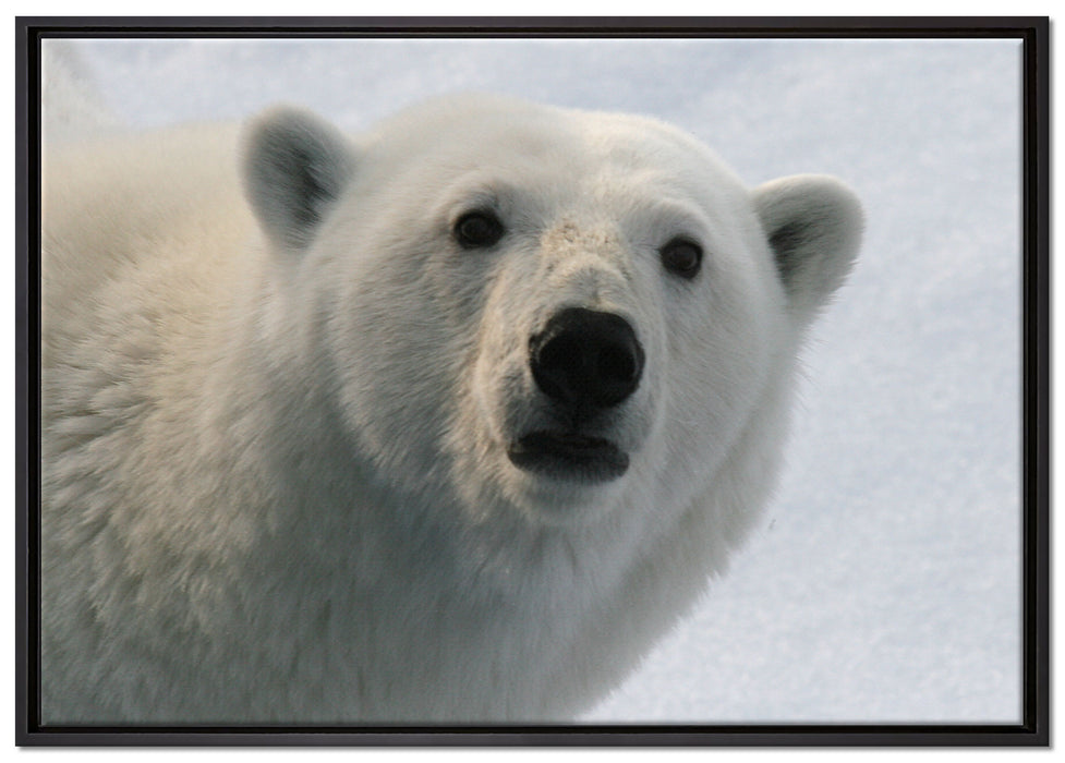 wachsamer Eisbär auf Leinwandbild gerahmt Größe 100x70