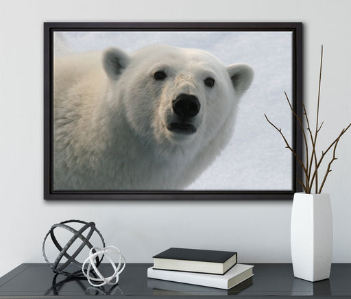 wachsamer Eisbär auf Leinwandbild gerahmt mit Kirschblüten