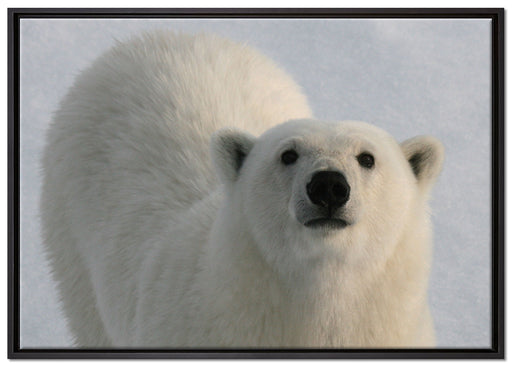 frecher Eisbär auf Leinwandbild gerahmt Größe 100x70