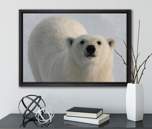 frecher Eisbär auf Leinwandbild gerahmt mit Kirschblüten