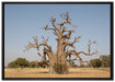 vertrockneter Baum in der Savanne auf Leinwandbild gerahmt Größe 100x70