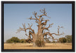 vertrockneter Baum in der Savanne auf Leinwandbild gerahmt Größe 60x40