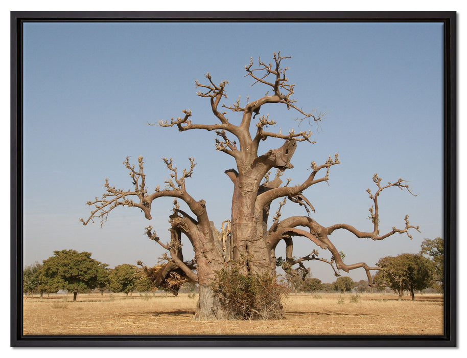 vertrockneter Baum in der Savanne auf Leinwandbild gerahmt Größe 80x60