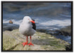kleine Möwe auf Felsbrocken auf Leinwandbild gerahmt Größe 100x70