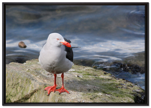 kleine Möwe auf Felsbrocken auf Leinwandbild gerahmt Größe 100x70