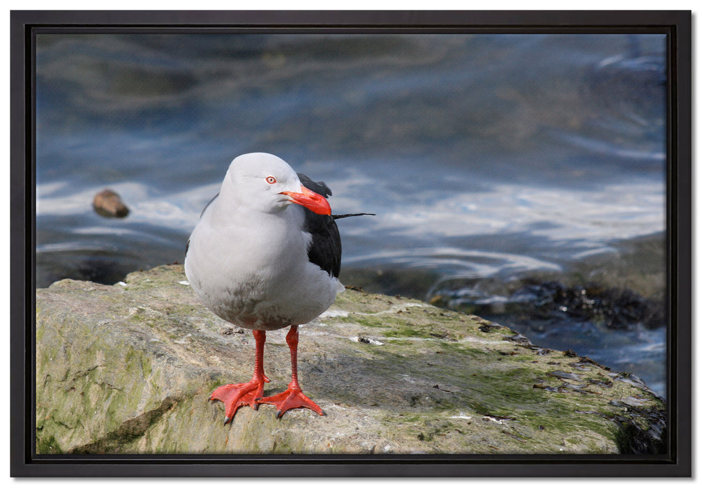 kleine Möwe auf Felsbrocken auf Leinwandbild gerahmt Größe 60x40