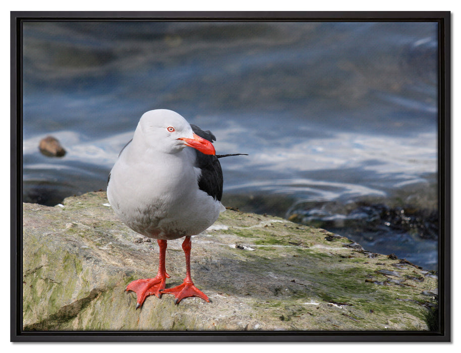 kleine Möwe auf Felsbrocken auf Leinwandbild gerahmt Größe 80x60