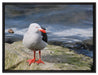 kleine Möwe auf Felsbrocken auf Leinwandbild gerahmt Größe 80x60