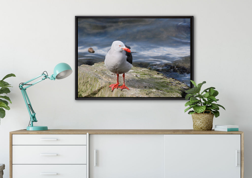 kleine Möwe auf Felsbrocken auf Leinwandbild gerahmt verschiedene Größen im Wohnzimmer