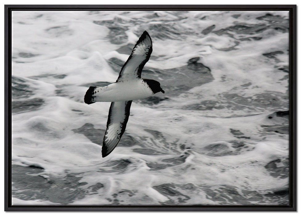 prächtige Möwe fliegt über Wasser auf Leinwandbild gerahmt Größe 100x70