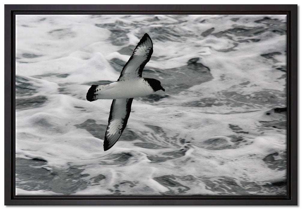 prächtige Möwe fliegt über Wasser auf Leinwandbild gerahmt Größe 60x40