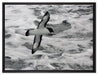 prächtige Möwe fliegt über Wasser auf Leinwandbild gerahmt Größe 80x60