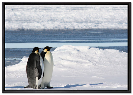 Kaiserpinguine auf Leinwandbild gerahmt Größe 100x70