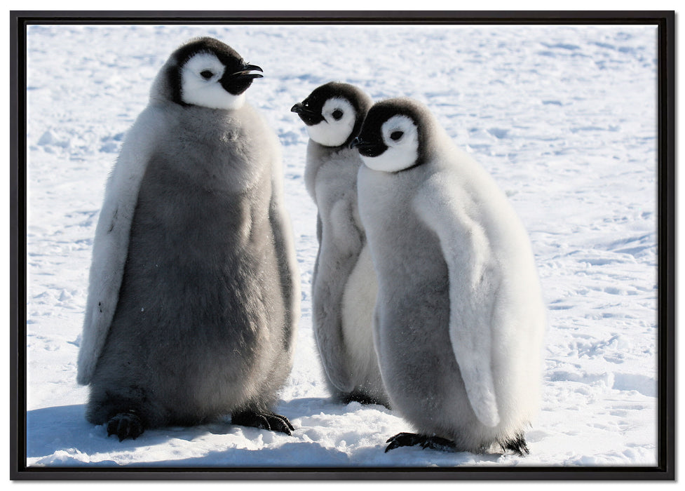 drei Kaiserpinguinküken auf Leinwandbild gerahmt Größe 100x70