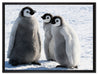 drei Kaiserpinguinküken auf Leinwandbild gerahmt Größe 80x60