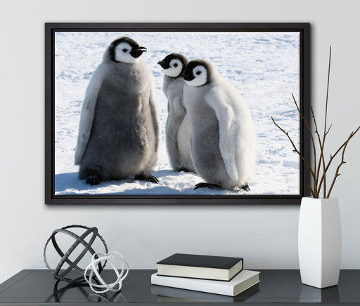drei Kaiserpinguinküken auf Leinwandbild gerahmt mit Kirschblüten