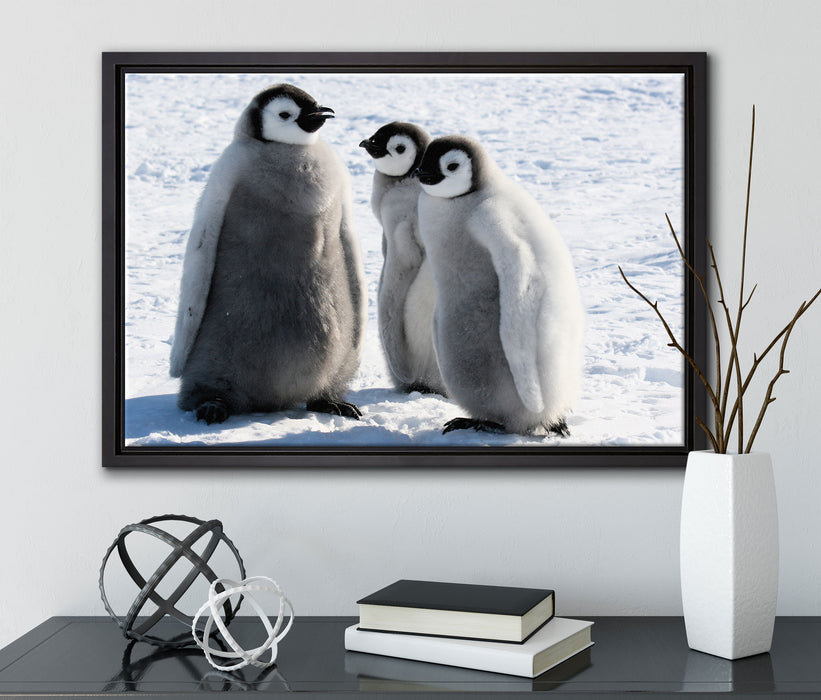 drei Kaiserpinguinküken auf Leinwandbild gerahmt mit Kirschblüten