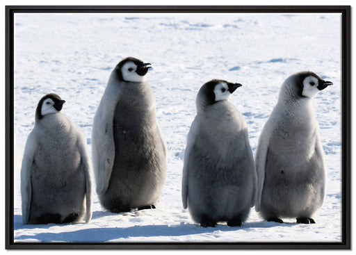 Kaiserpinguinküken auf Leinwandbild gerahmt Größe 100x70