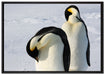 Kaiserpinguine auf Leinwandbild gerahmt Größe 100x70