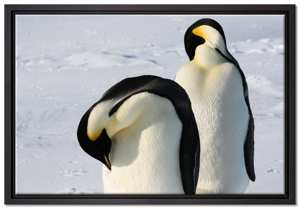 Kaiserpinguine auf Leinwandbild gerahmt Größe 60x40