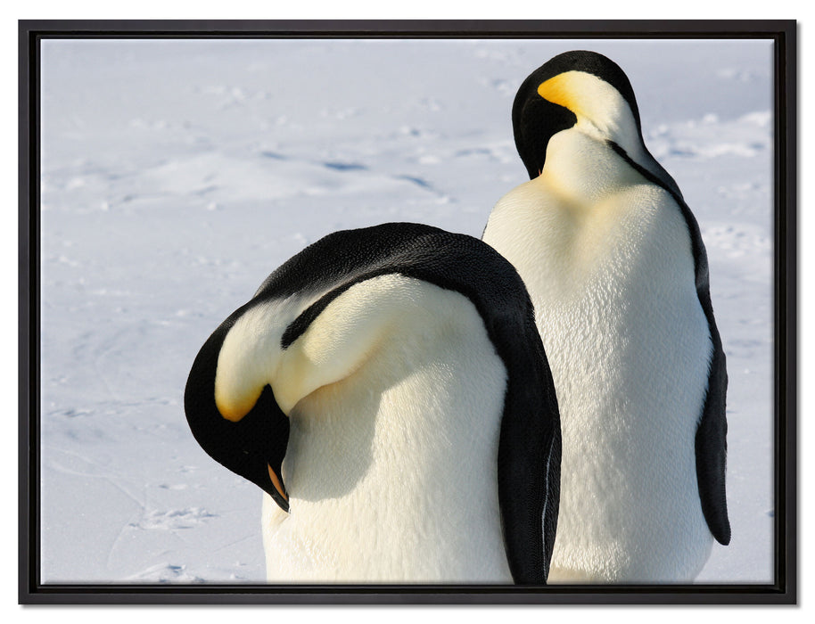 Kaiserpinguine auf Leinwandbild gerahmt Größe 80x60