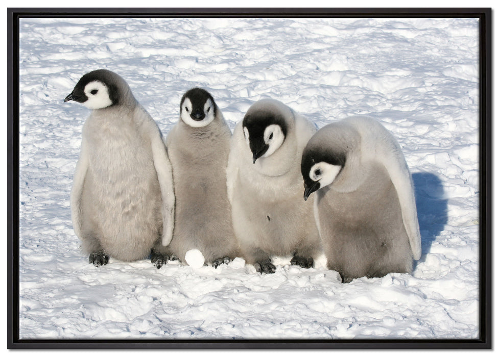 Kaiserpinguinküken auf Leinwandbild gerahmt Größe 100x70