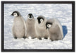 Kaiserpinguinküken auf Leinwandbild gerahmt Größe 60x40