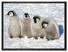 Kaiserpinguinküken auf Leinwandbild gerahmt Größe 80x60