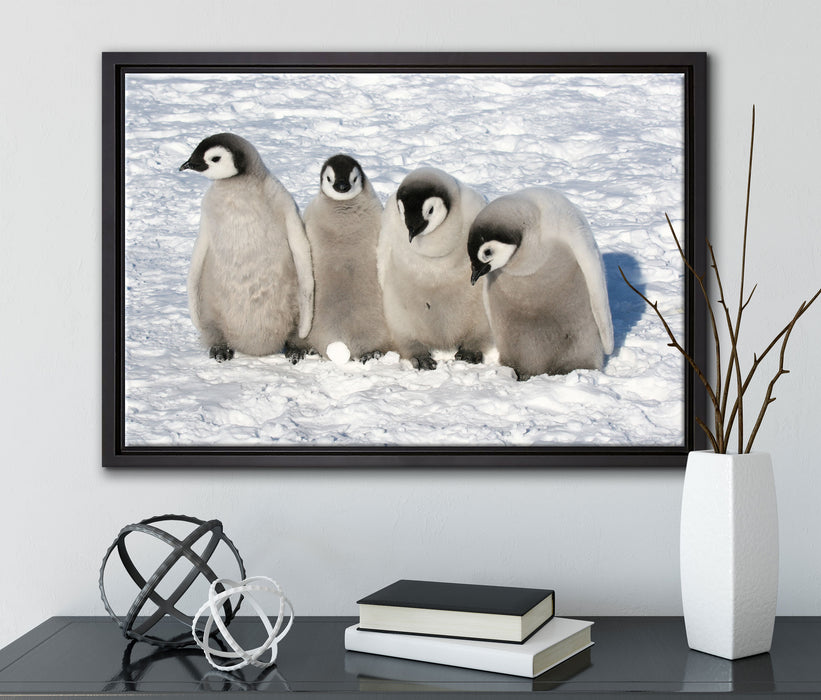 Kaiserpinguinküken auf Leinwandbild gerahmt mit Kirschblüten