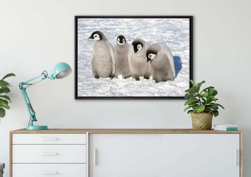 Kaiserpinguinküken auf Leinwandbild gerahmt verschiedene Größen im Wohnzimmer