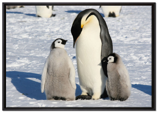 Kaiserpinguin mit Küken auf Leinwandbild gerahmt Größe 100x70