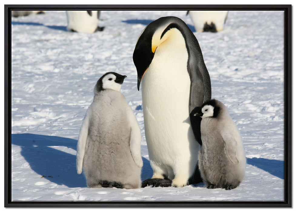 Kaiserpinguin mit Küken auf Leinwandbild gerahmt Größe 100x70