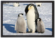 Kaiserpinguin mit Küken auf Leinwandbild gerahmt Größe 60x40