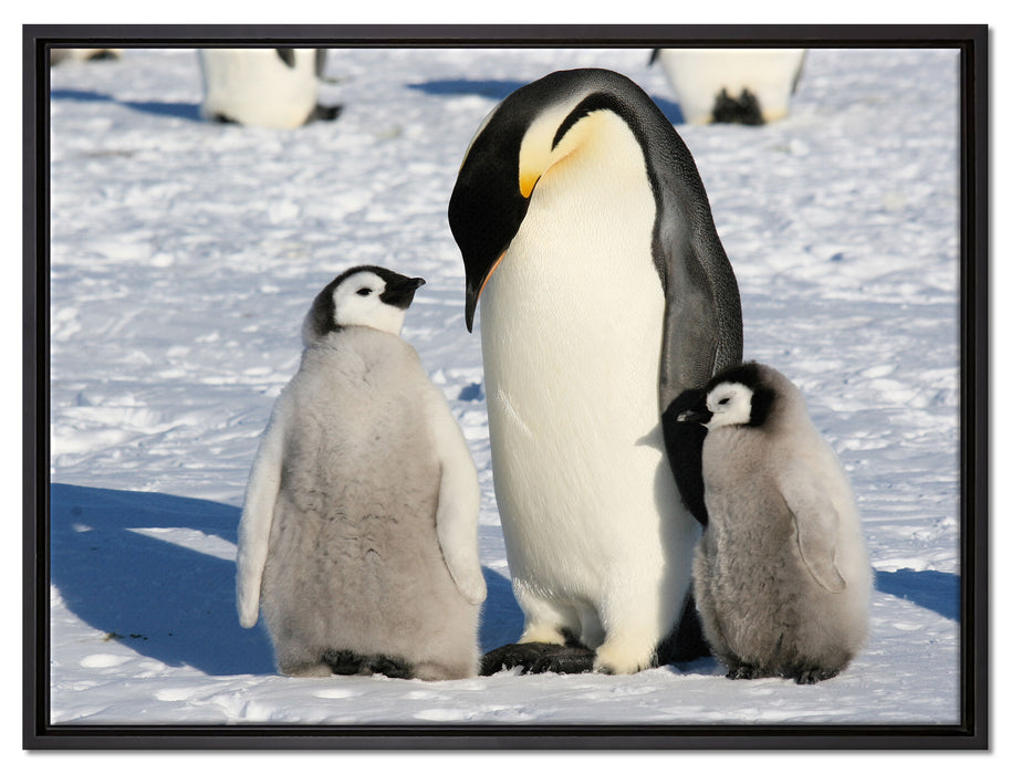Kaiserpinguin mit Küken auf Leinwandbild gerahmt Größe 80x60