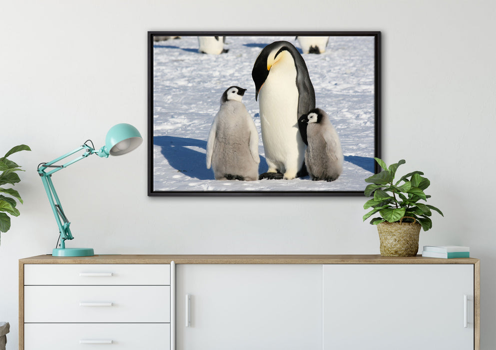 Kaiserpinguin mit Küken auf Leinwandbild gerahmt verschiedene Größen im Wohnzimmer