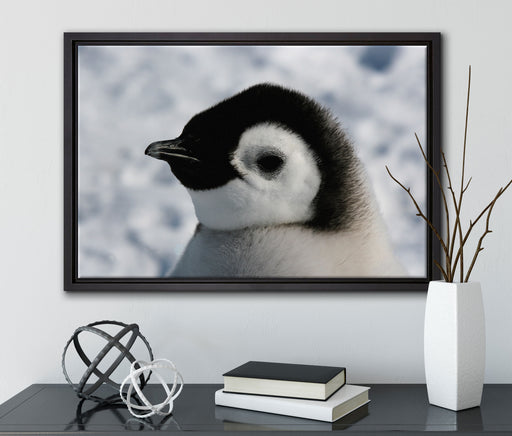 drei Kaiserpinguinküken auf Leinwandbild gerahmt mit Kirschblüten