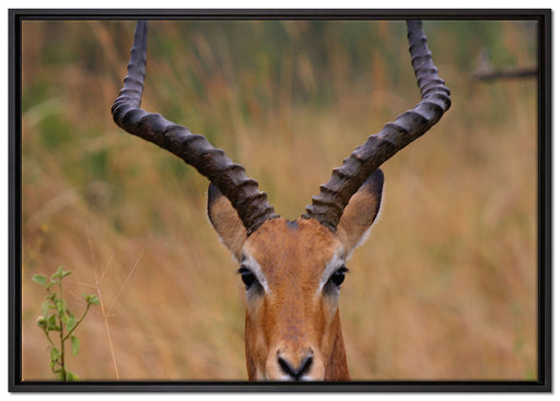 prächtige Dorkasgazelle auf Leinwandbild gerahmt Größe 100x70